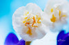 Downloadbare macrofoto van een witte narcis met hoge resolutie