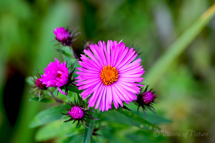 Felroze aster 