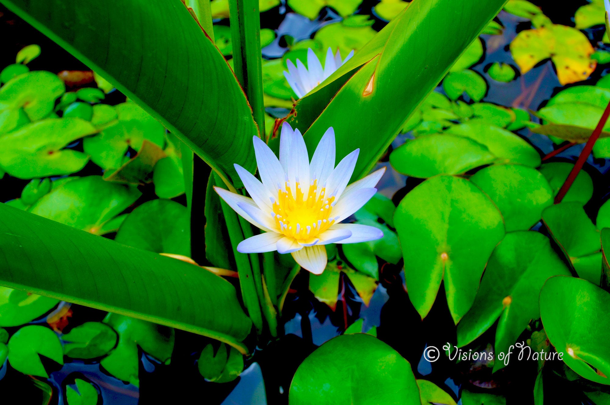 downloadbare natuurfoto van een blauwe lotusbloem met hoge resolutie