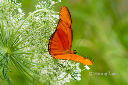 Downloadbare natuurfoto van een oranje passiebloemvlinder met hoge resolutie