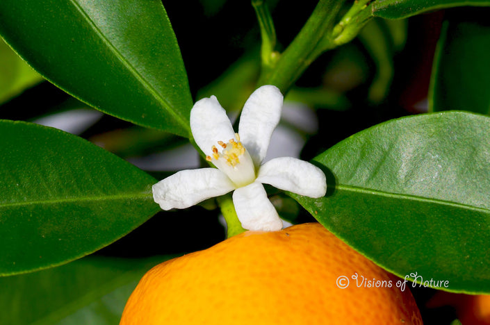 Downloadbare natuurfoto van een witte sinaasappelbloesem - Hoge resolutie