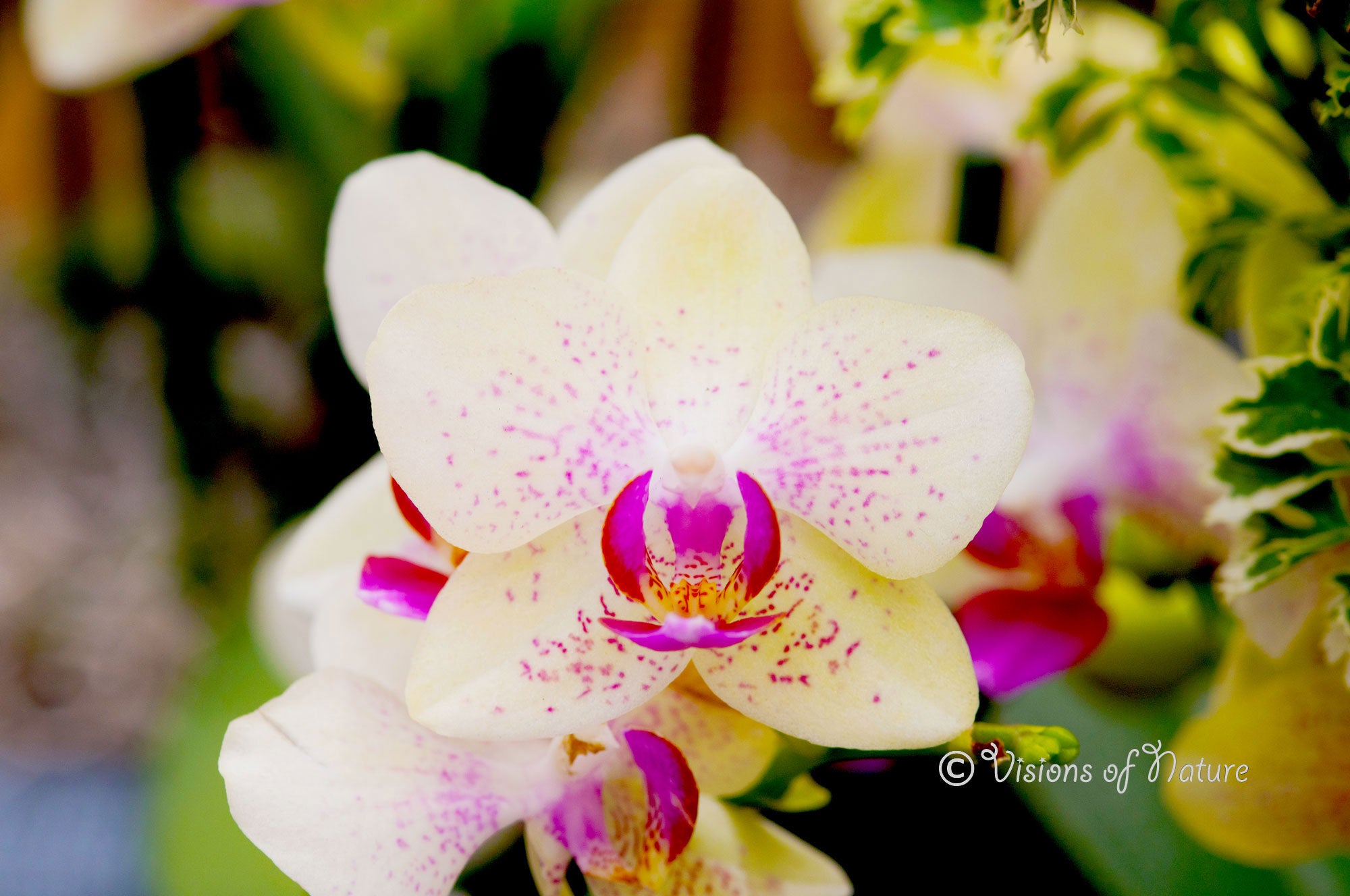 Downloadbare macrofoto van een witte met roze orchidee met hoge resolutie