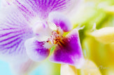 Downloadbare macrofoto van een kleurrijke orchidee met hoge resolutie