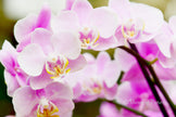 Downloadbare macrofoto van een roze orchidee met hoge resolutie