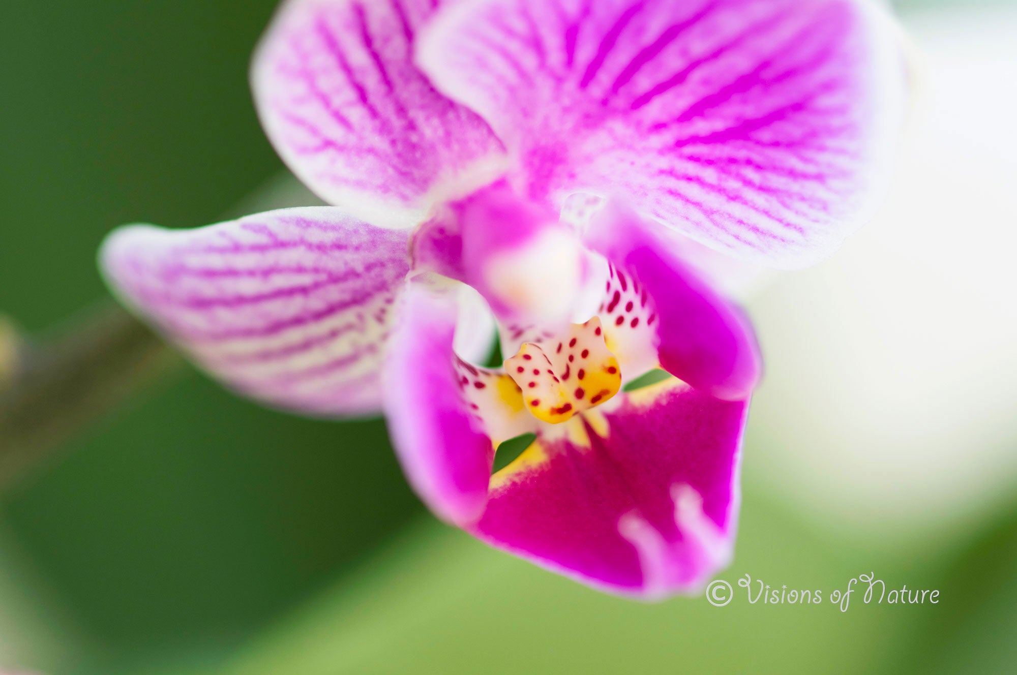 Downloadbare macrofoto van een kleurrijke orchidee met hoge resolutie