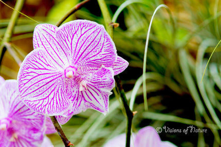 Downloadbare macrofoto van een witte met violette orchidee in hoge resolutie