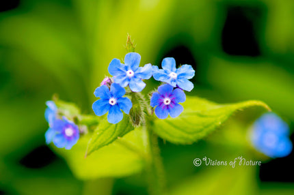 Downloadbare natuurfoto van de blauwe bloemetjes van de overblijvende ossentong met hoge resolutie