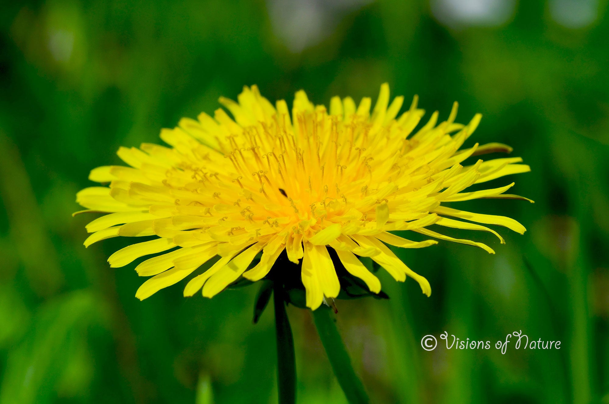 Downloadbare macrofoto van een gele paardenbloem met hoge resolutie