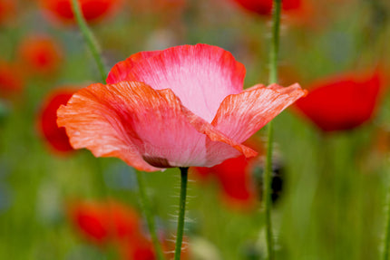 Downloadbare natuurfoto van een roze met rode klaproos met hoge resolutie