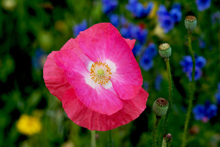 Downloadbare natuurfoto van een roze klaproos met witte accenten