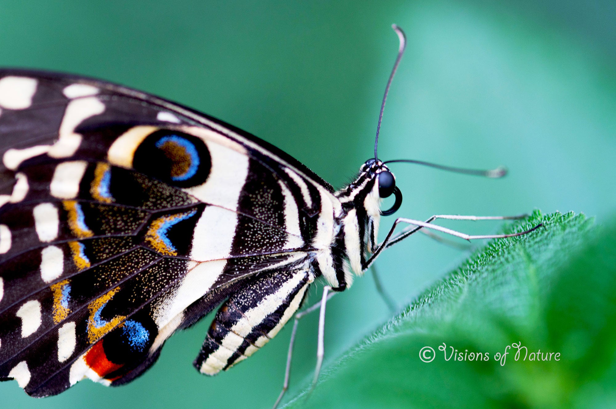 Downloadbare natuurfoto van een papilio demodocus vlinder met hoge resolutie