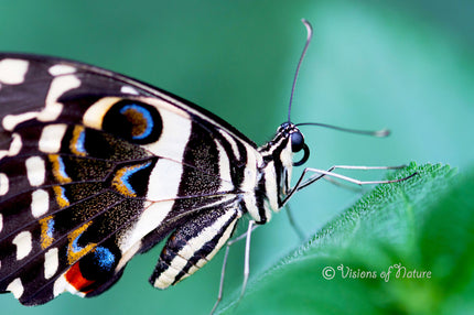 Downloadbare natuurfoto van een papilio demodocus vlinder met hoge resolutie