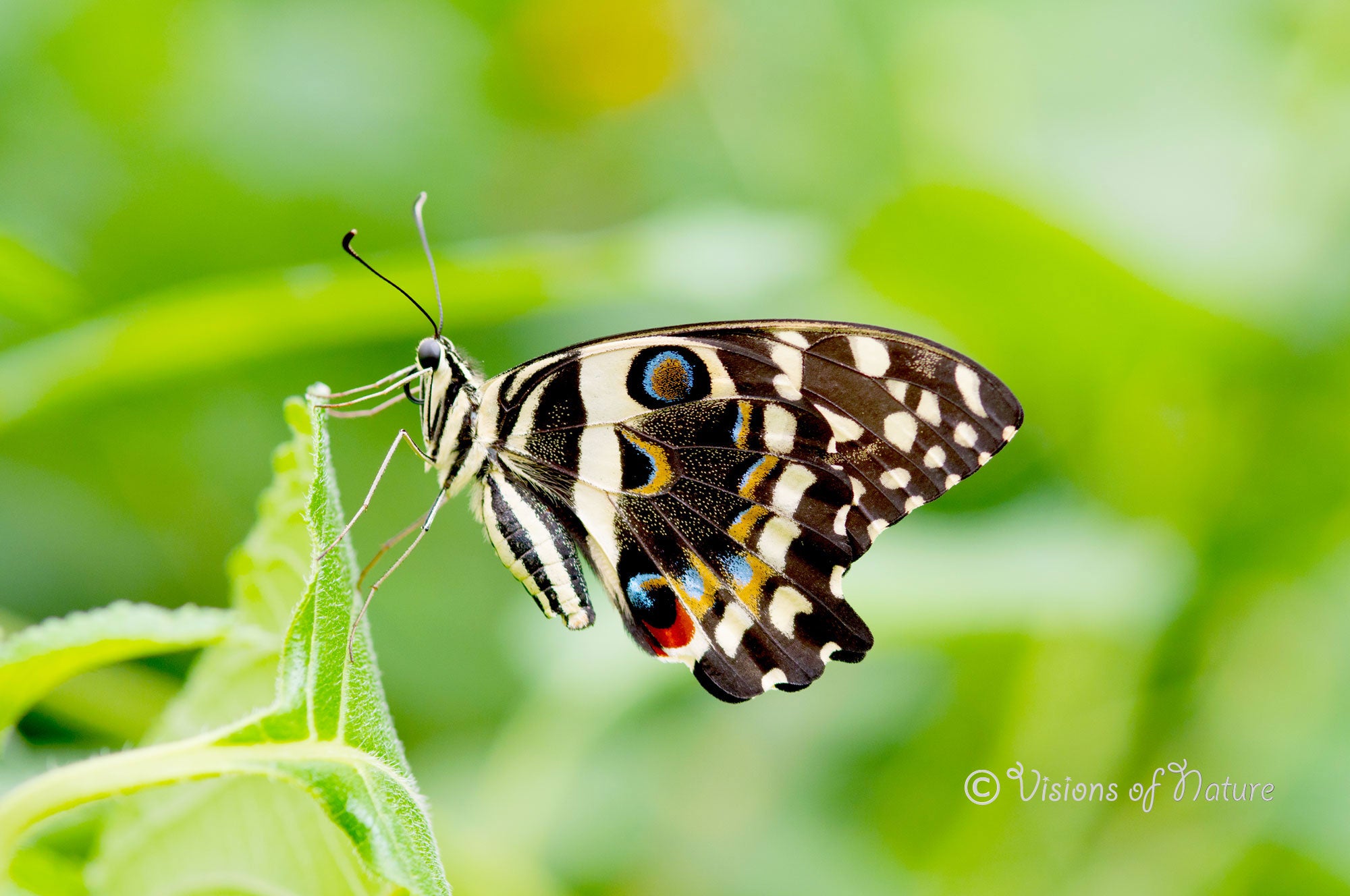 Downloadbare natuurfoto van een papilio demodocus vlinder met hoge resolutie