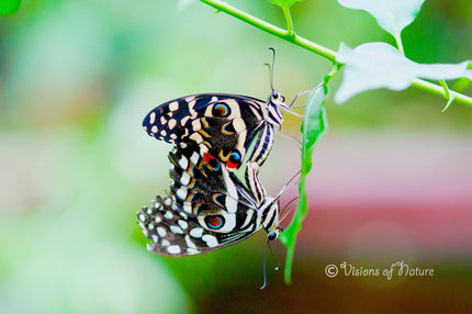 Downloadbare macrofoto van twee parende tropische vlinders met hoge resolutie