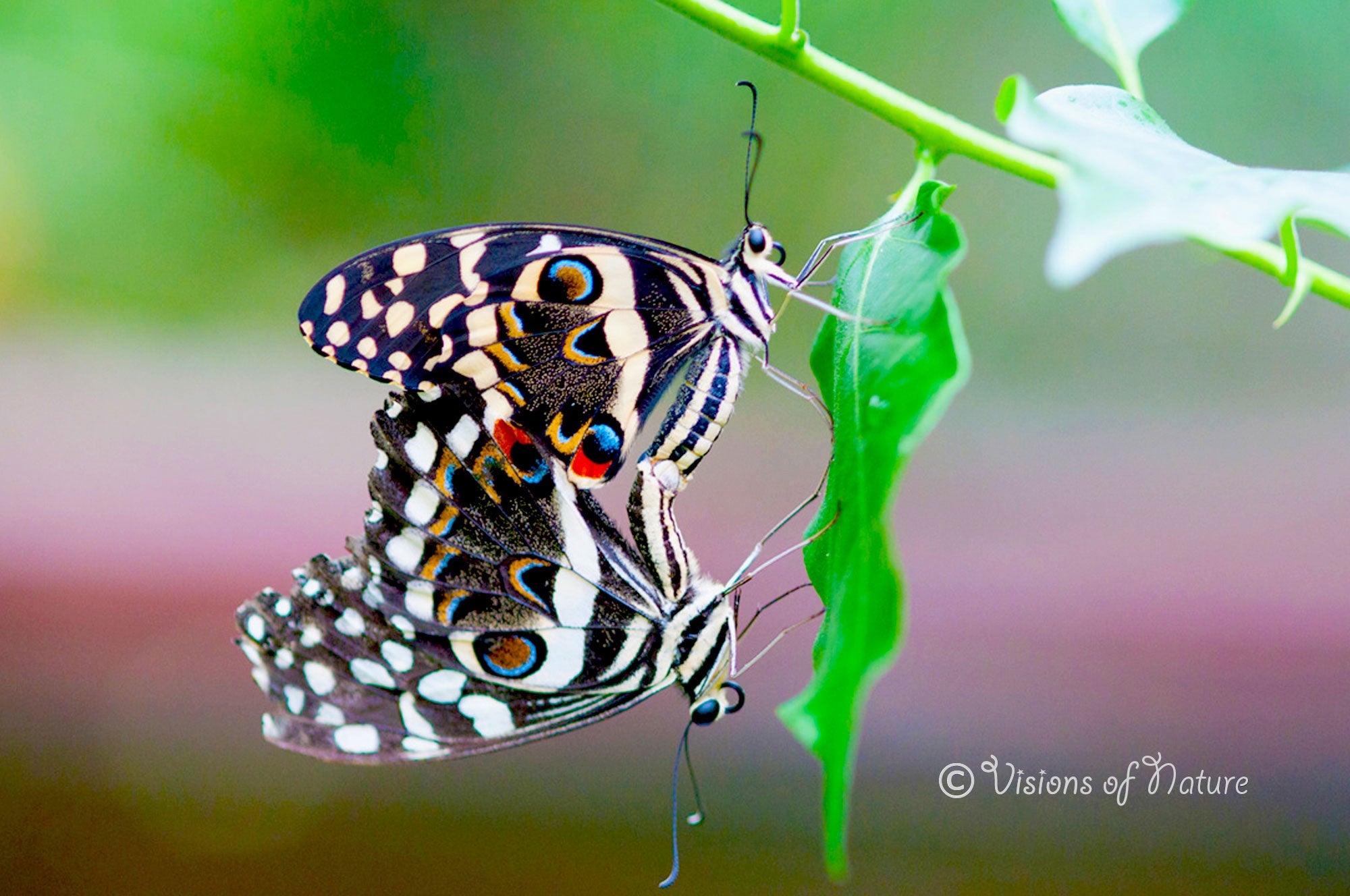 Downloadbare macrofoto van twee papilio demodocus vlinders met hoge resolutie