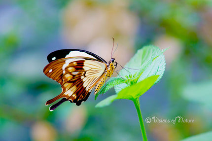 Downloadbare tropische vlinder op groen blad met hoge resolutie