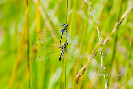 Downloadbare macrofoto van twee parende juffers met hoge resolutie