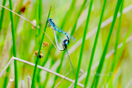 Downloadbare macrofoto van twee parende waterjuffers met hoge resolutie