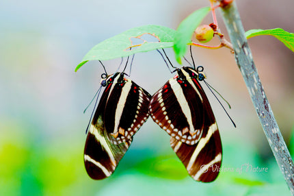 Downloadbare macrofoto van twee parende zebravlinders met hoge resolutie