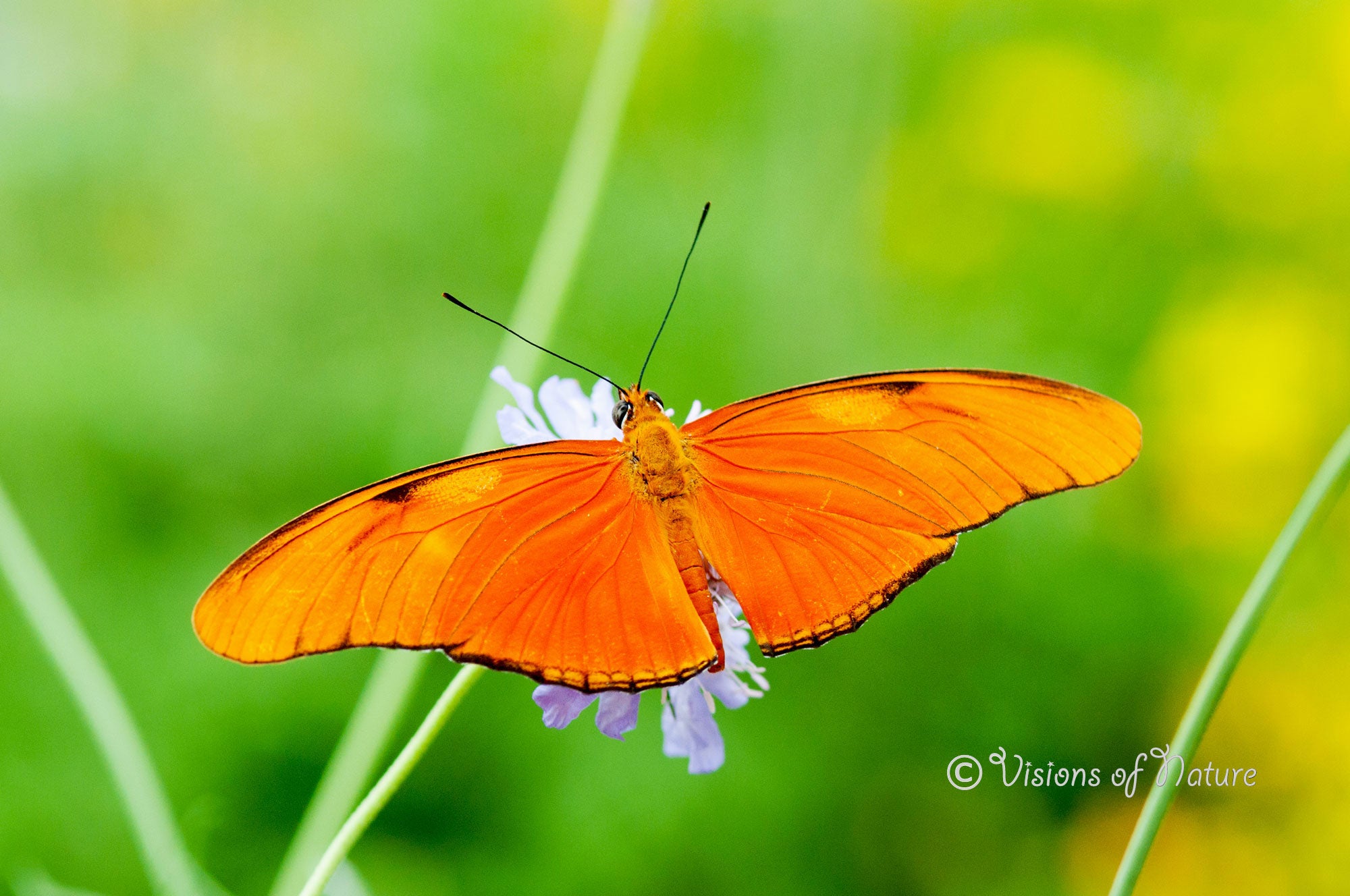 Downloadbare macrofoto van een oranje passiebloemvlinder met hoge resolutie