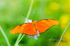 Downloadbare macrofoto van een oranje passiebloemvlinder met hoge resolutie