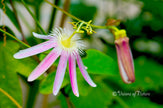 Downloadbare natuurfoto van een roze passieflora bloem met hoge resolutie