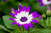 Downloadbare natuurfoto van een paars met witte pericallis hybrida bloem met hoge resolutie