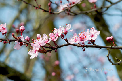 Downloadbare natuurfoto van roze Japanse kersenbloesems met hoge resolutie