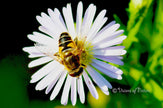 Downloadbare macrofoto van een puntbijvlieg op een witte bloem met hoge resolutie