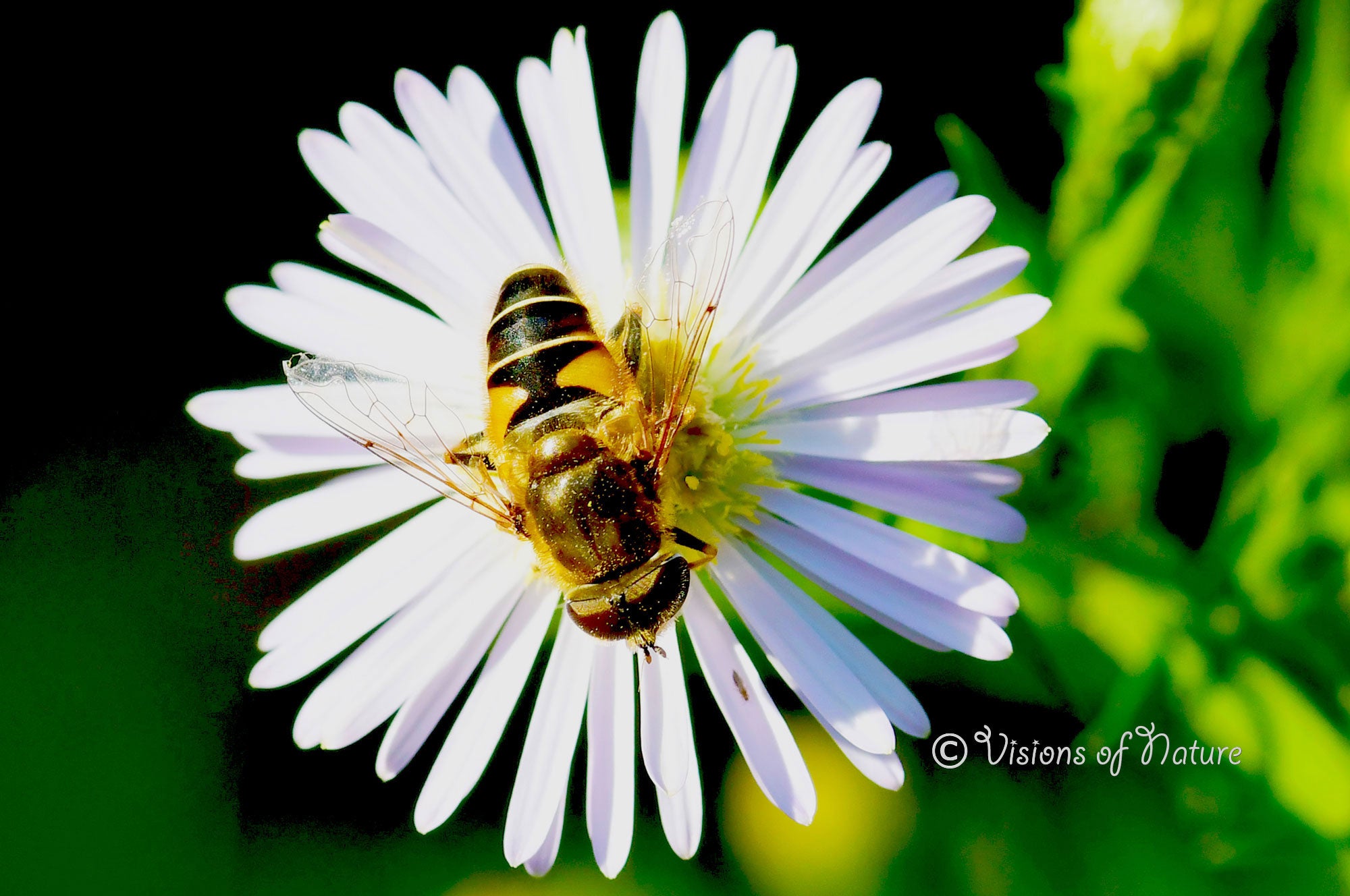 Downloadbare macrofoto van een puntbijvlieg op een witte bloem met hoge resolutie