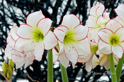 Downloadbare natuurfoto van de witte bloemen van de ridderster met hoge resolutie