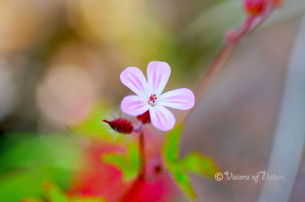 Downloadbare natuurfoto van de bloem van het Robertskruid met hoge resolutie