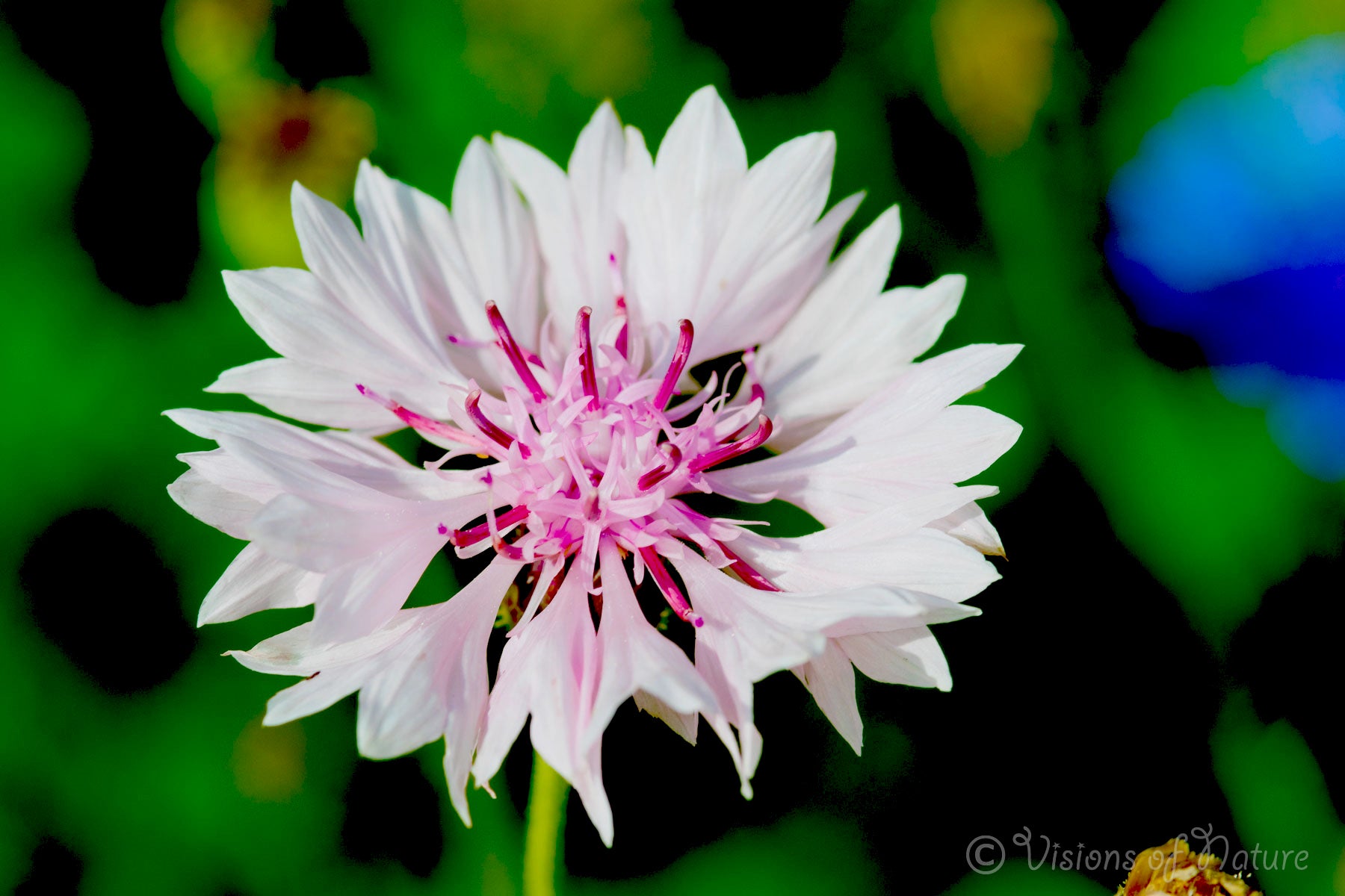 Downloadbare natuurfoto van een roze korenbloem met hoge resolutie