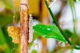 Downloadbare natuurfoto van de rups van een heliconius erato vlinder met hoge resolutie