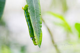 Downloadbare macrofoto van de groene rups van een oleanderpijlstaart vlinder met hoge resolutie