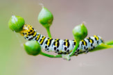 Downloadbare macrofoto van de rups van de helmkruidvlinder met gele, witte en zwarte accenten in hoge resolutie