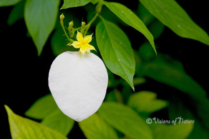 Downloadbare macrofoto van een tropische bloem in wit en geel met hoge resolutie