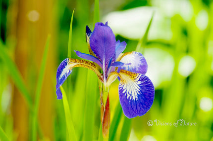 Downloadbare natuurfoto van een paars met gele lis met hoge resolutie