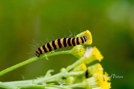 Downloadbare natuurfoto van de rups van de sint-jacobsvlinder met hoge resolutie