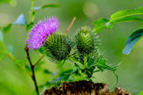 Downloadbare paarse bloem van een distel