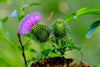 Downloadbare paarse bloem van een distel