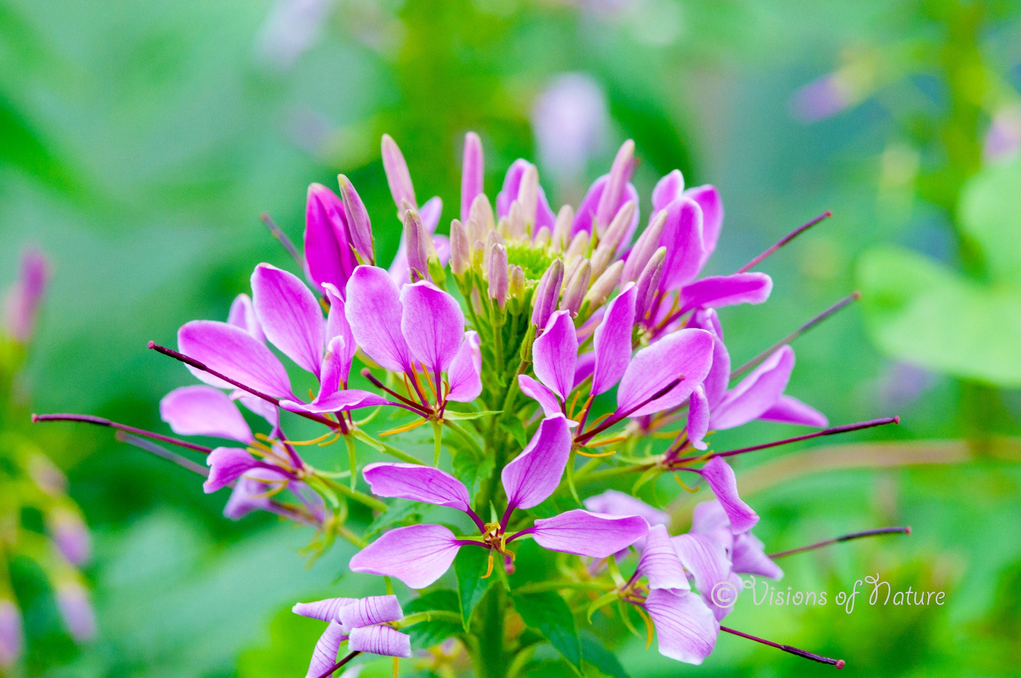 Downloadbare natuurfoto van een violetkleurige bloem in hoge resolutie