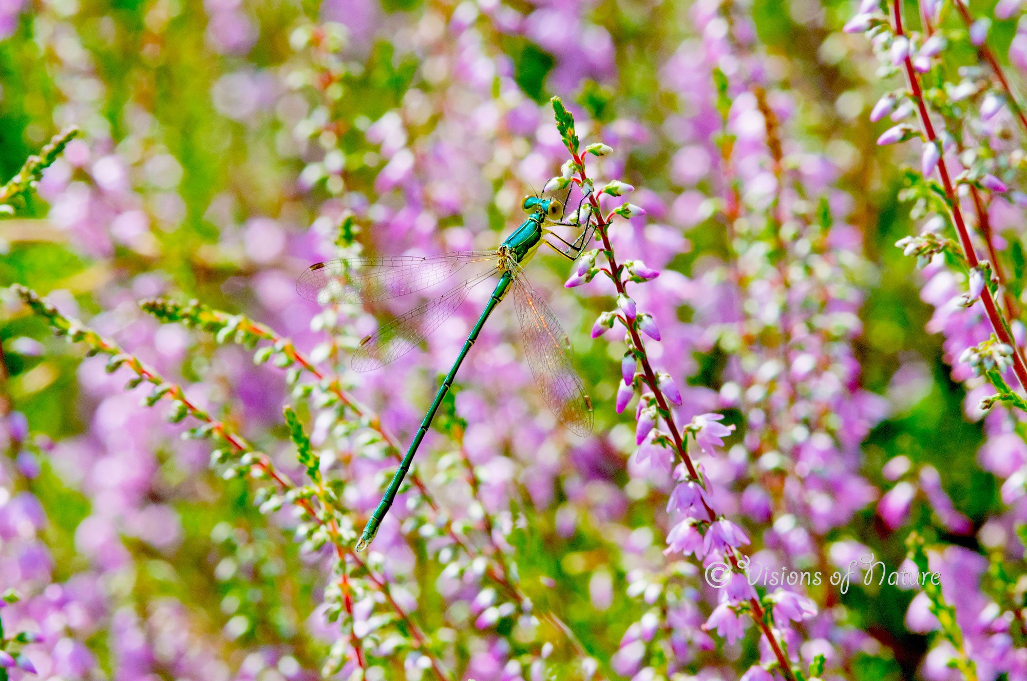 Downloadbare macrofoto van een blauwe tengere pantserjuffer op heide met hoge resolutie