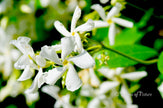 Downloadbare natuurfoto van de witte bloemen van de Toscaanse jasmijn met hoge resolutie