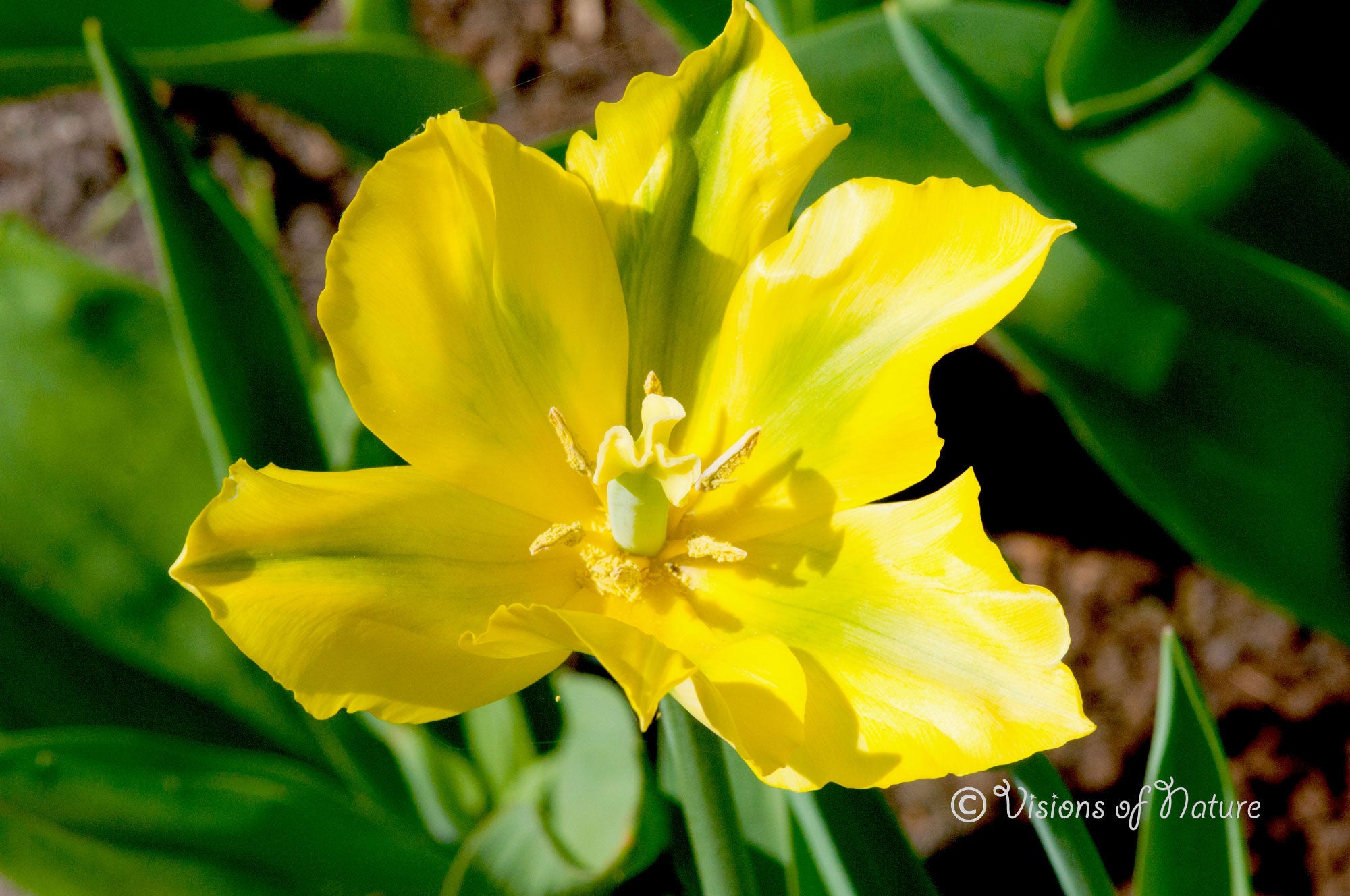 Downloadbare natuurfoto van een gele narcis met hoge resolutie