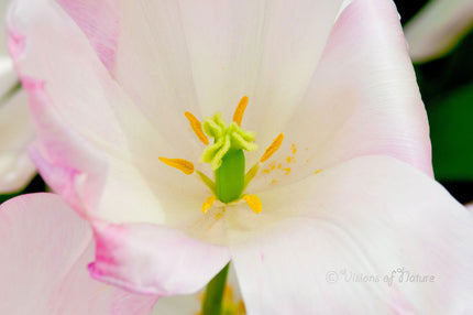 Downloadbare macrofoto van een witte tulp met roze accenten met hoge resolutie