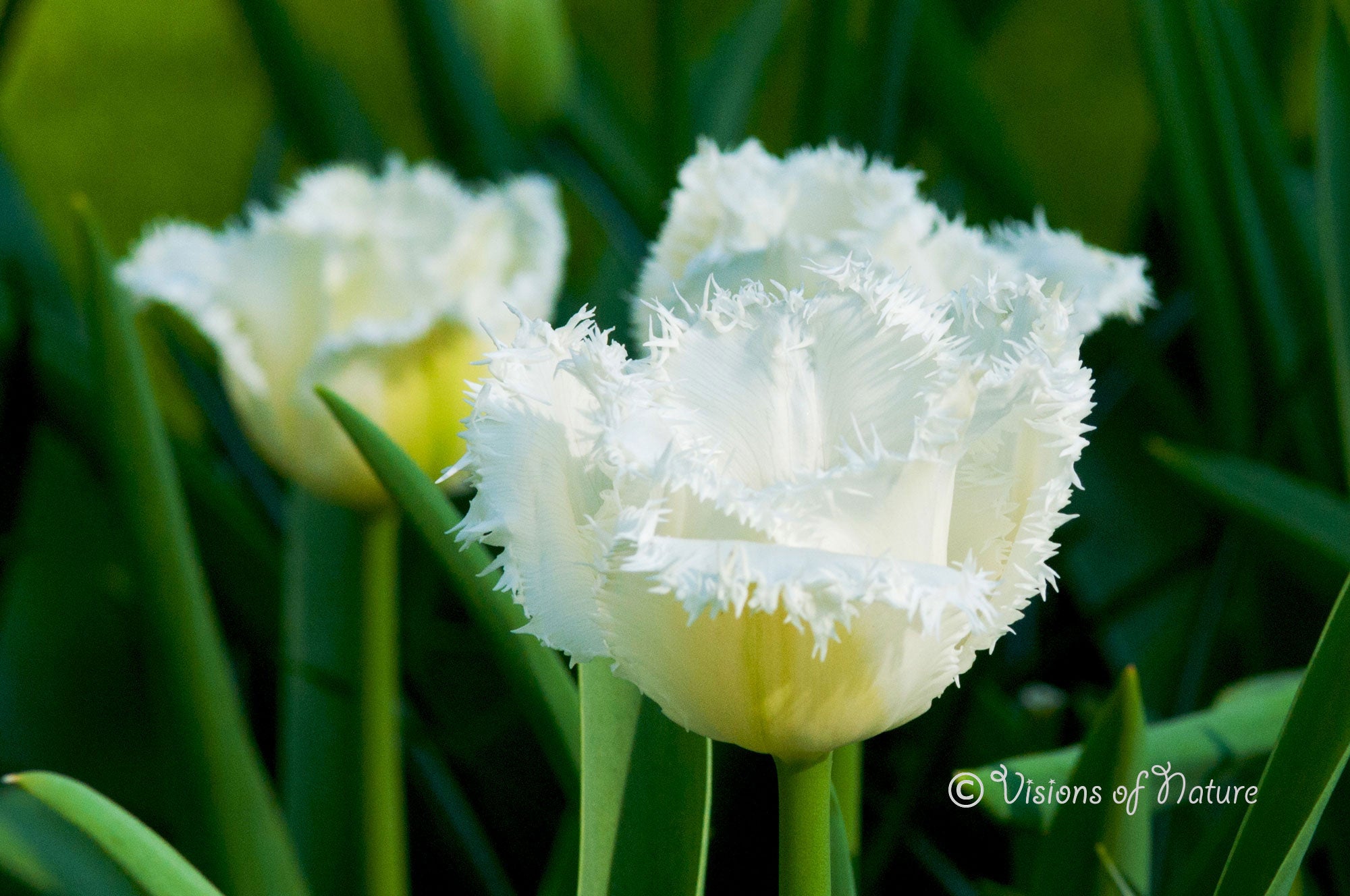 Downloadbare natuurfoto van een witte tulp met franjes 