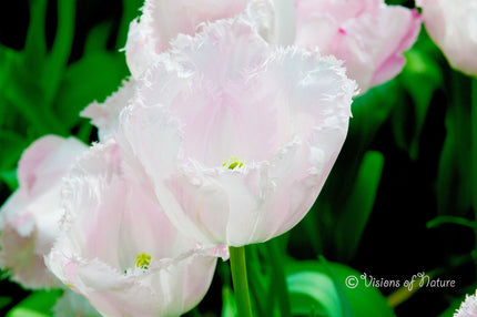 Downloadbare macrofoto van een zachtroze met witte tulp in hoge resolutie