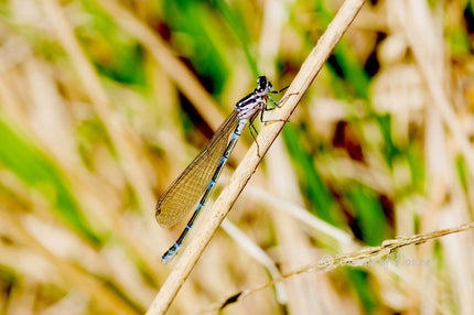 Downloadbare natuurfoto van een variabele juffer met hoge resolutie