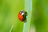 Downloadbare natuurfoto van een lieveheersbeestje met hoge resolutie